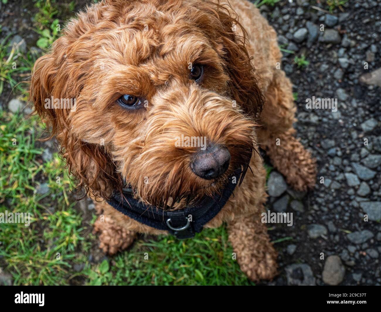 Golden Cockapoo High Resolution Stock Photography and Images - Alamy