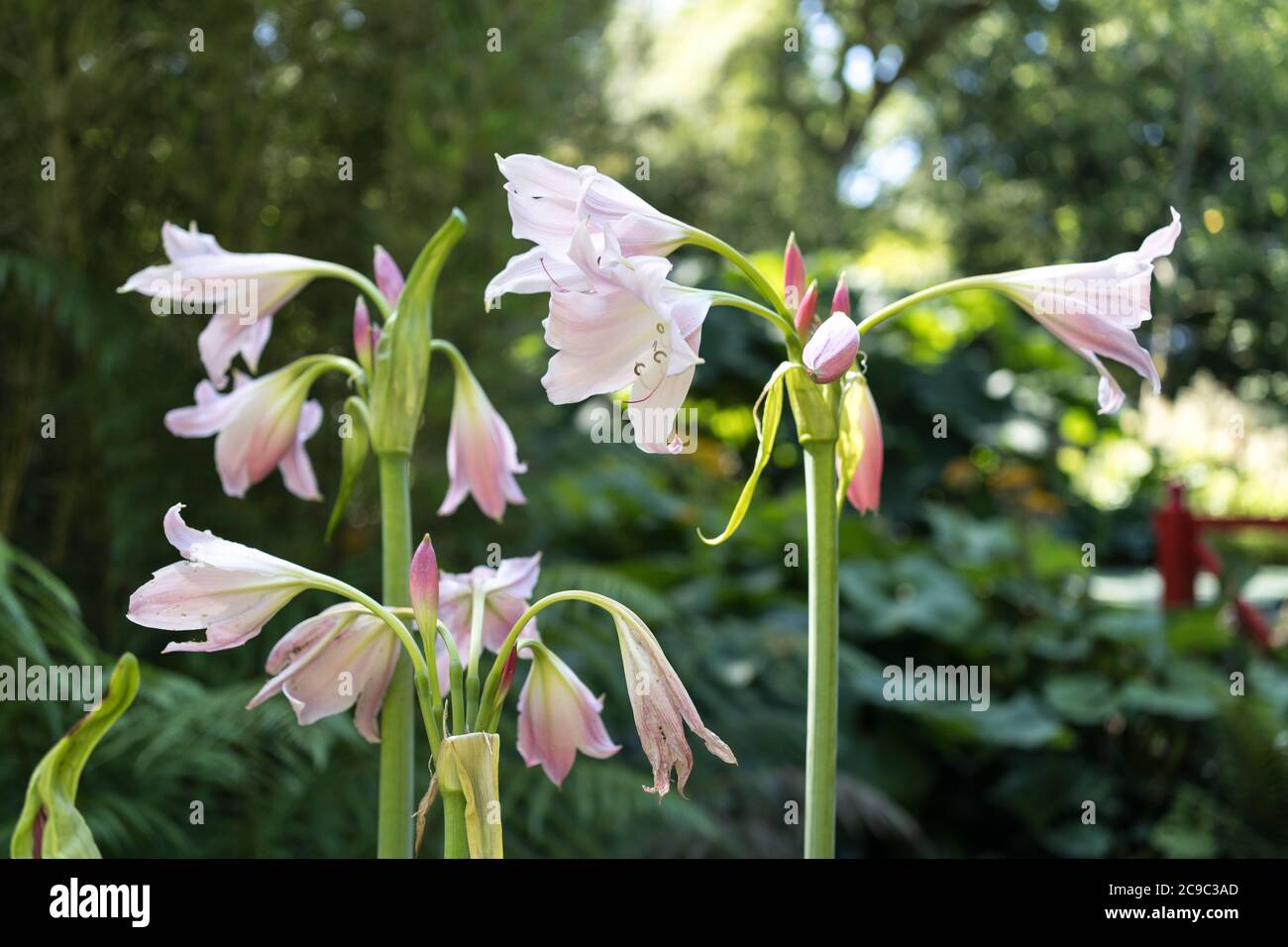 Swamp lilies hires stock photography and images Alamy