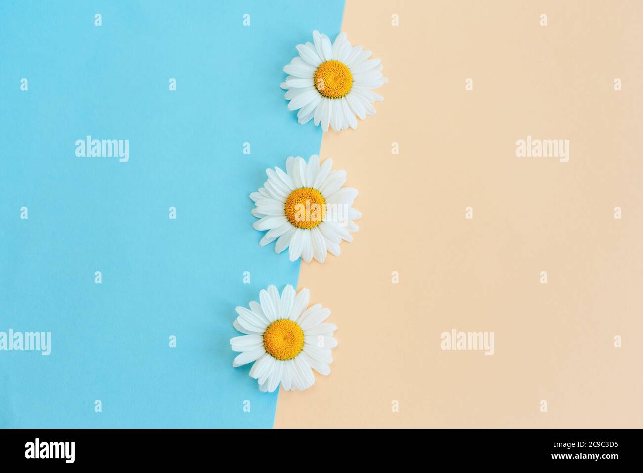 Page 2 Peach Daisy Flower High Resolution Stock Photography And Images Alamy