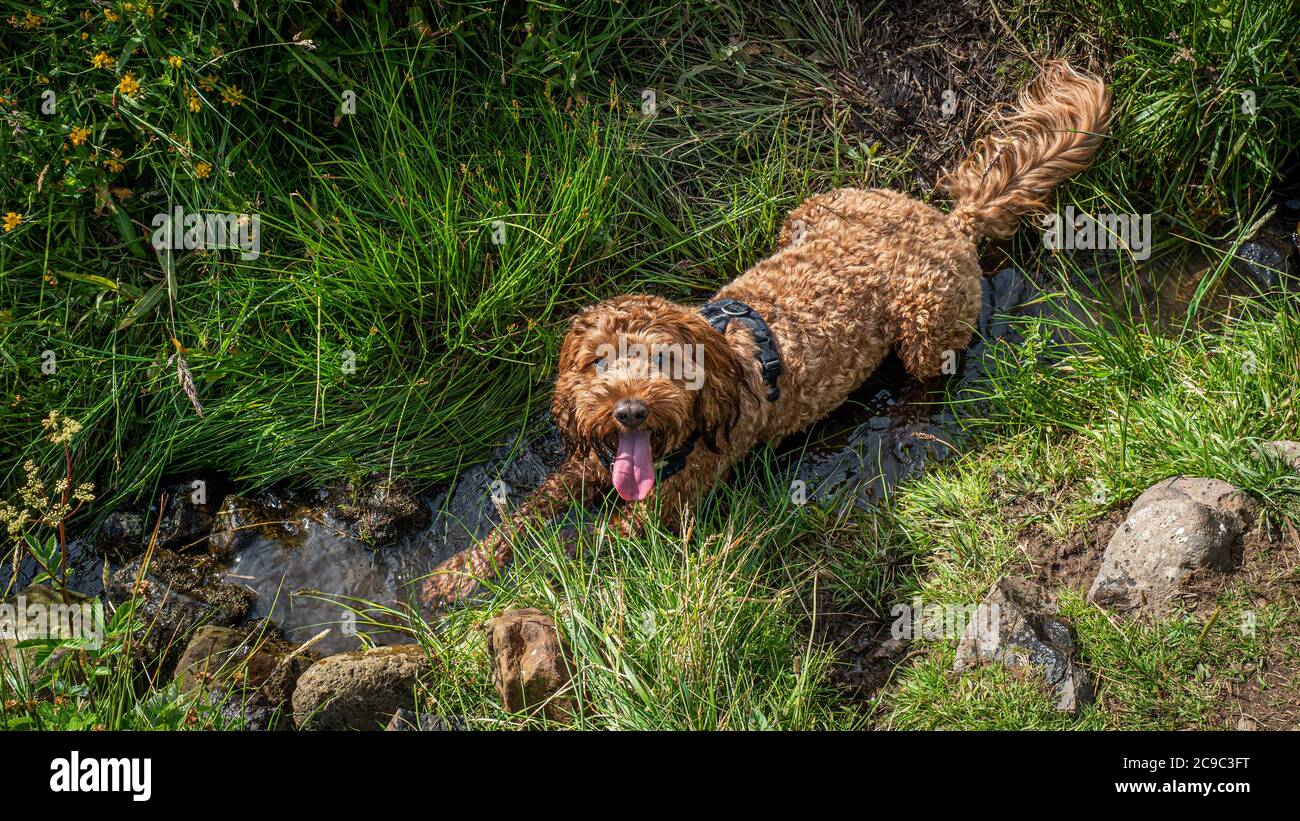 Cockapoo cooling off in a stream during a walk in the country Stock Photo