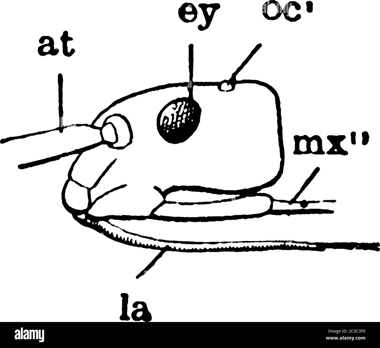 The side view of Stink Bug head, it consist of eye, maxilla, antenna