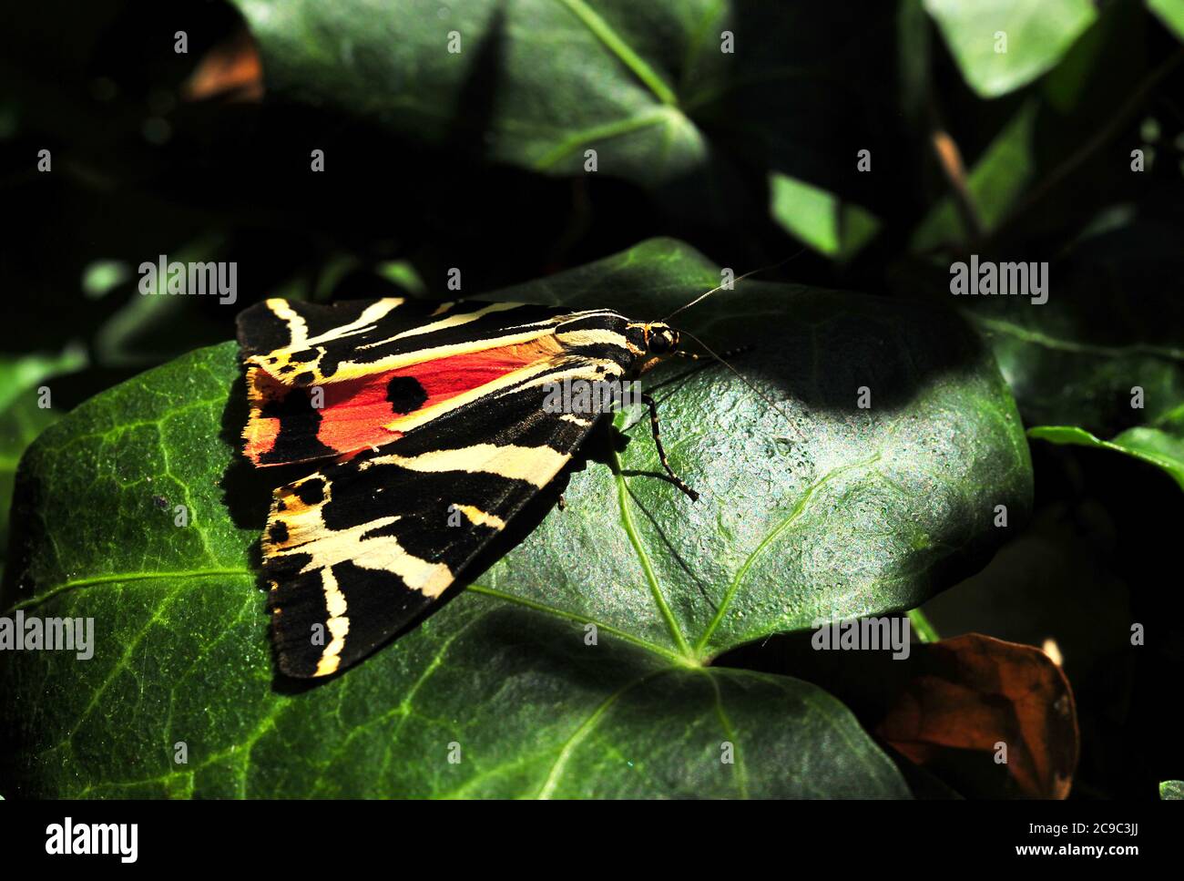 Although a native of the Channel Islands the Jersey Tiger moth has now established breeding colonies in the South East of England. Stock Photo