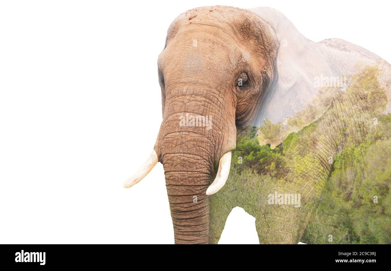Elephant wallpaper hi-res stock photography and images - Alamy