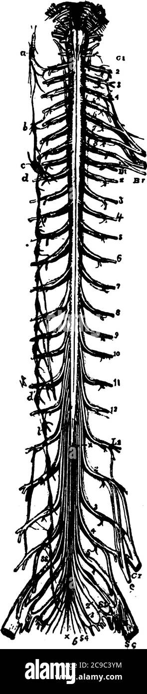 Brain with spinal cord by erzebeth | Cartoon clip art, Medical wallpaper,  Medical art