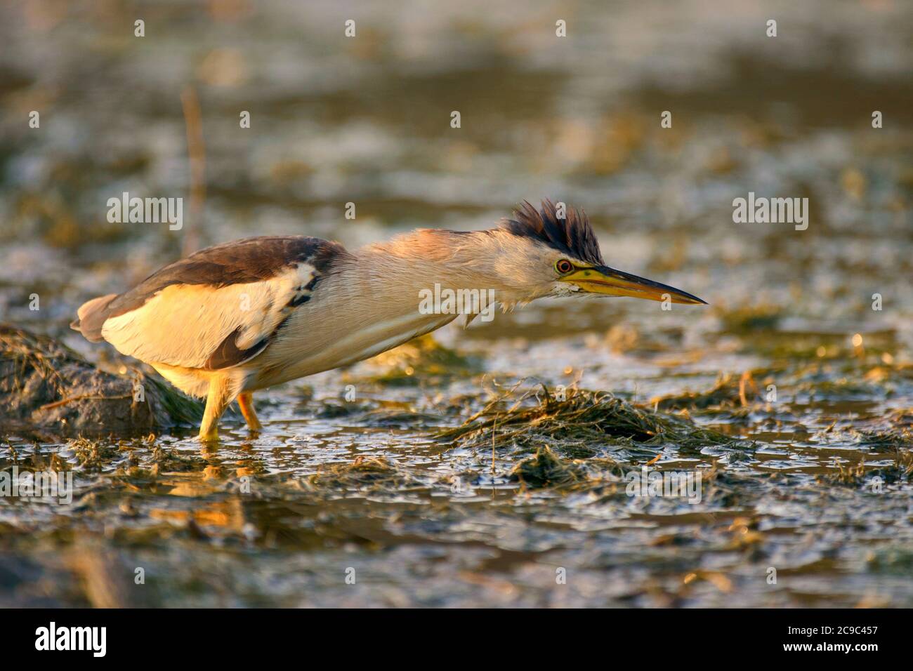 Little bittern standing in the water and looking for food. Stock Photo