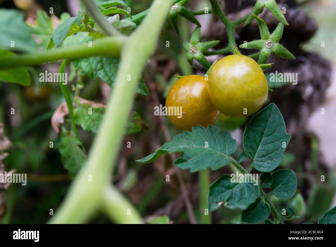 A closeup shot of cherry tomatoes. Cherry tomato is a type of small round tomato believed to be an intermediate genetic admixture between wild currant Stock Photo