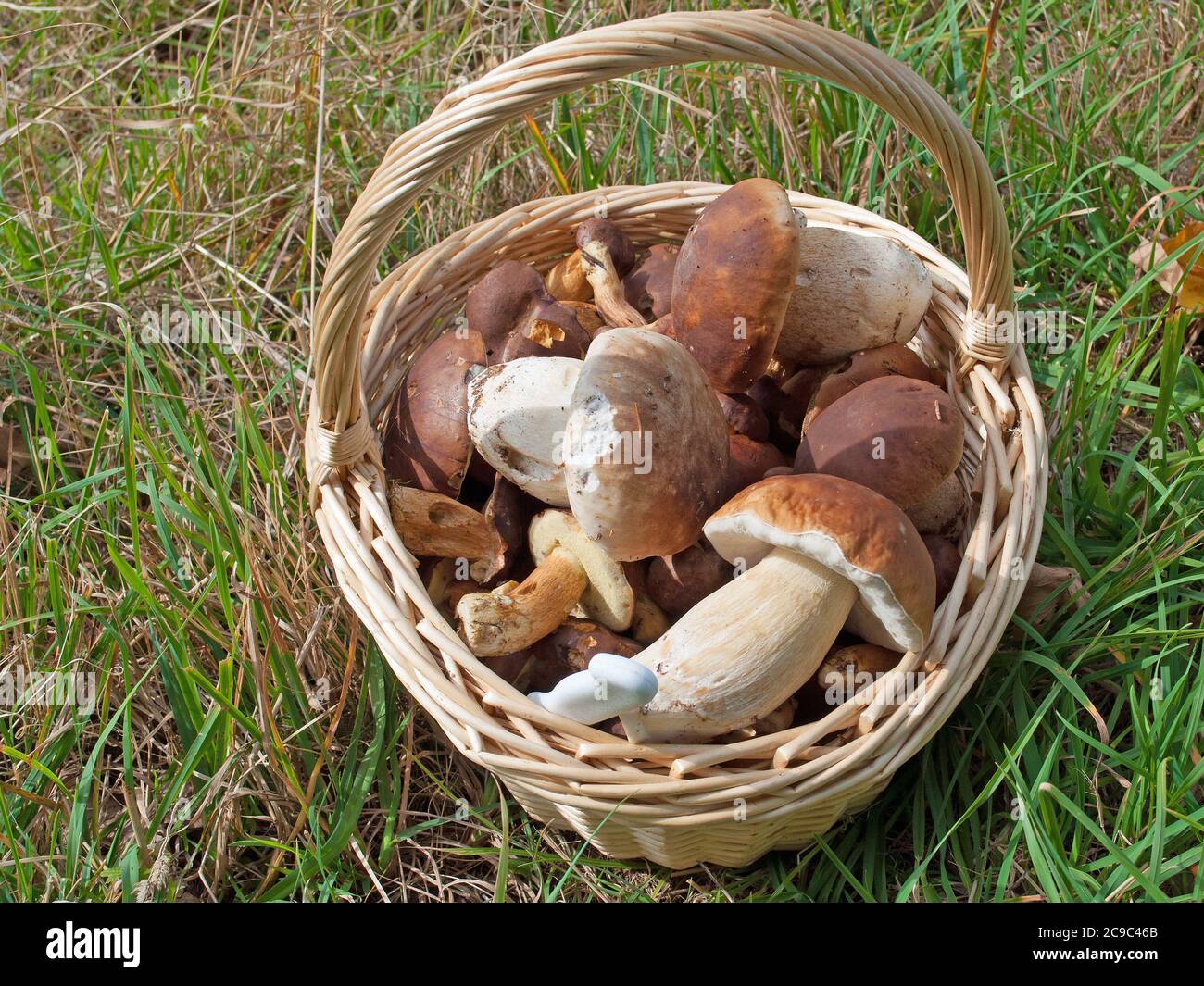 Harvested forest mushrooms in the basket Stock Photo