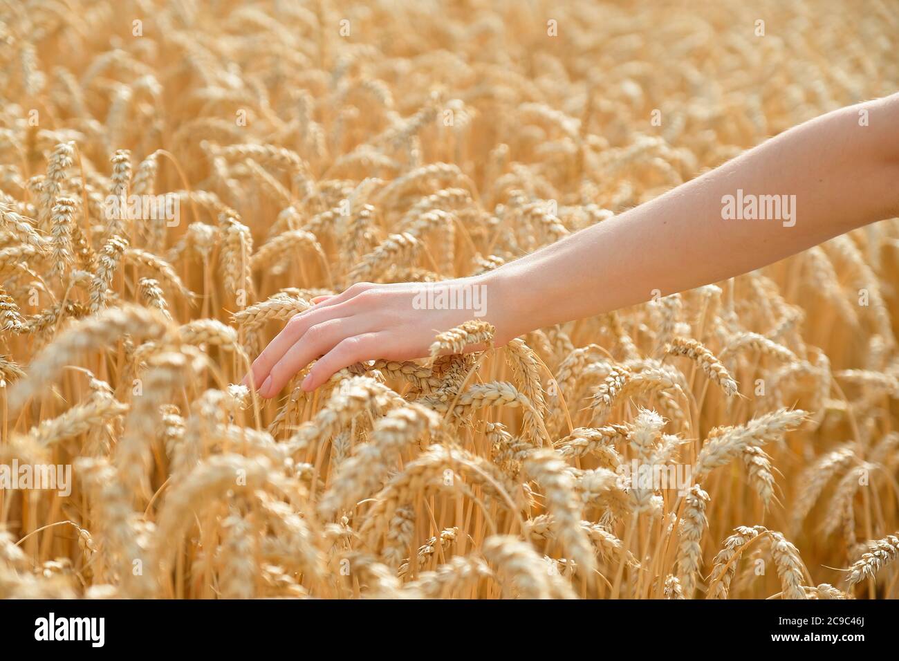 Female hand touching wheat ears in golden wheat field at sunrise, close ...
