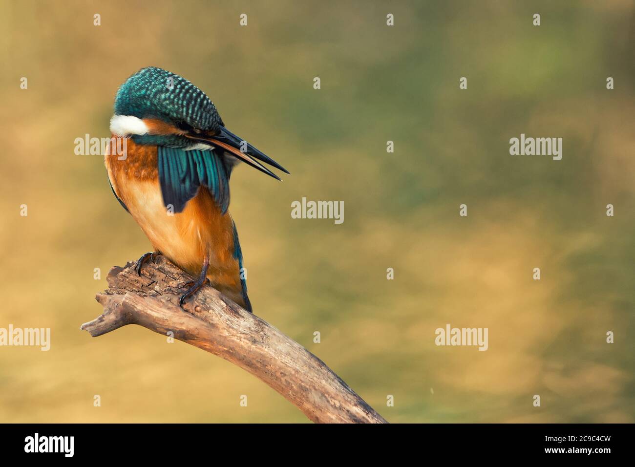 Common Kingfisher (Alcedo atthis) sits on a stick on a beautiful background, in a comic pose. Copy space. Stock Photo