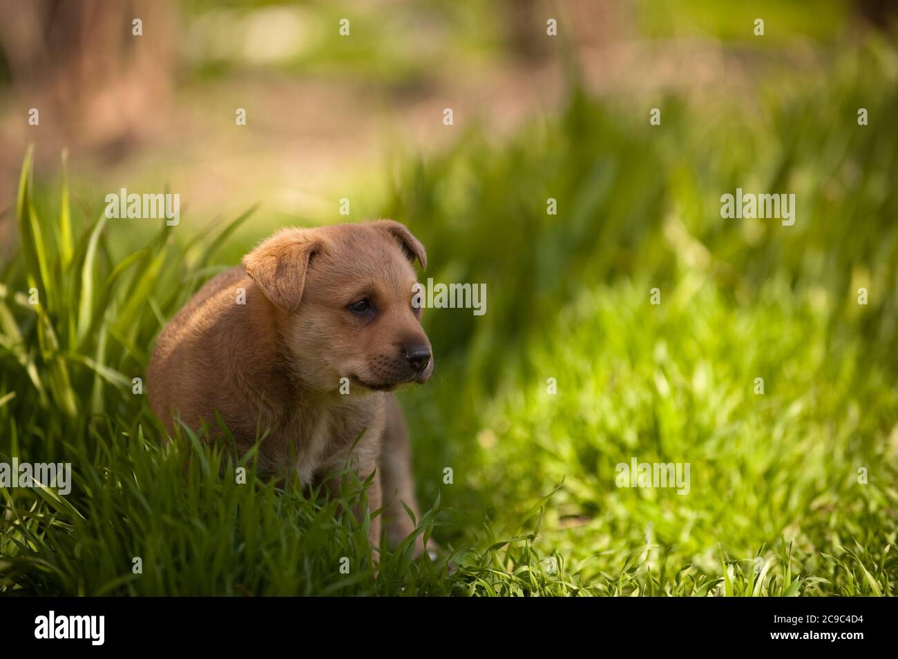cute puppy sitting in grass Stock Photo - Alamy