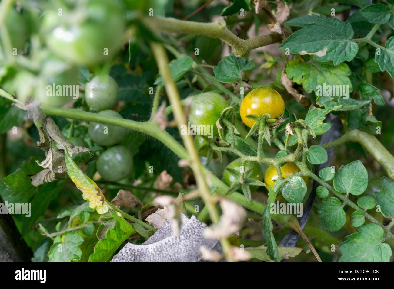 A closeup shot of cherry tomatoes. Cherry tomato is a type of small round tomato believed to be an intermediate genetic admixture between wild currant Stock Photo