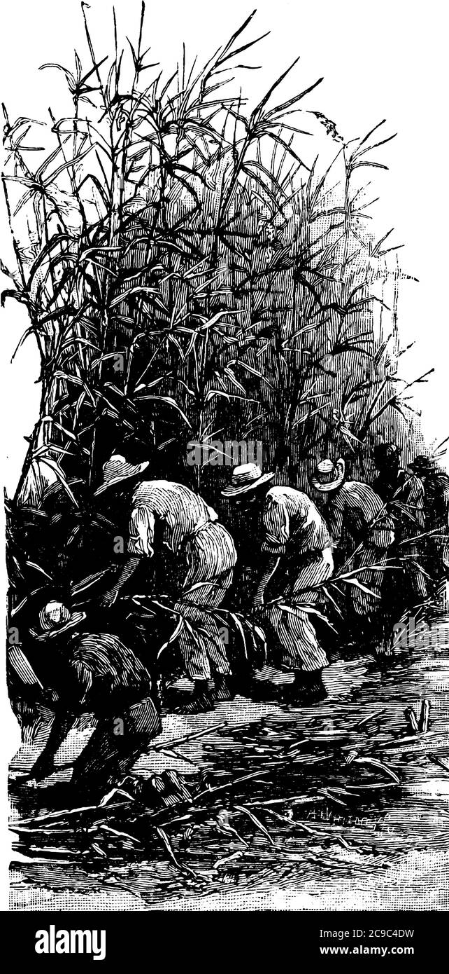 Few men wearing hat and harvesting sugar-cane, vintage line drawing or engraving illustration. Stock Vector