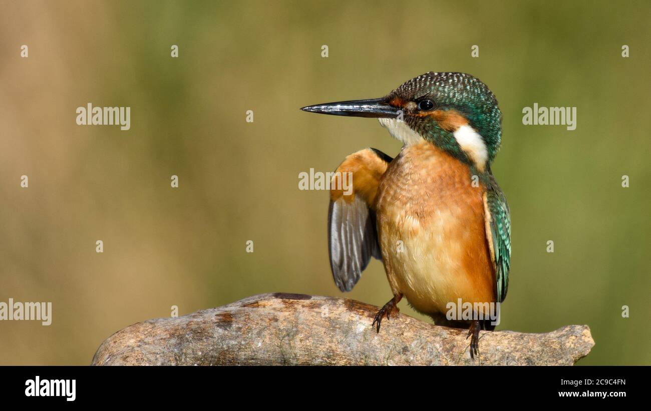 Kingfisher sitting on a stick on the beautiful side with the raised wing. Stock Photo