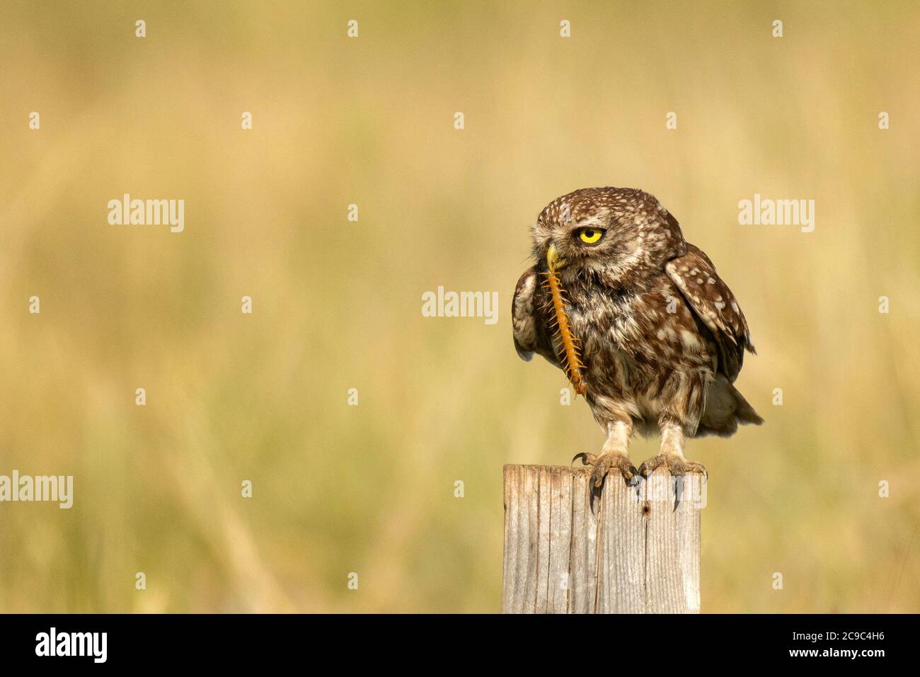 The little owl Athene noctua sitting on a log c Scolopendra gigantea in the beak. Stock Photo