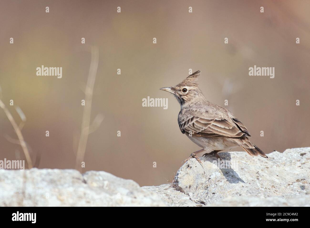 Crested Lark, Galerida cristata, stands on a stone on a beautiful background. Stock Photo