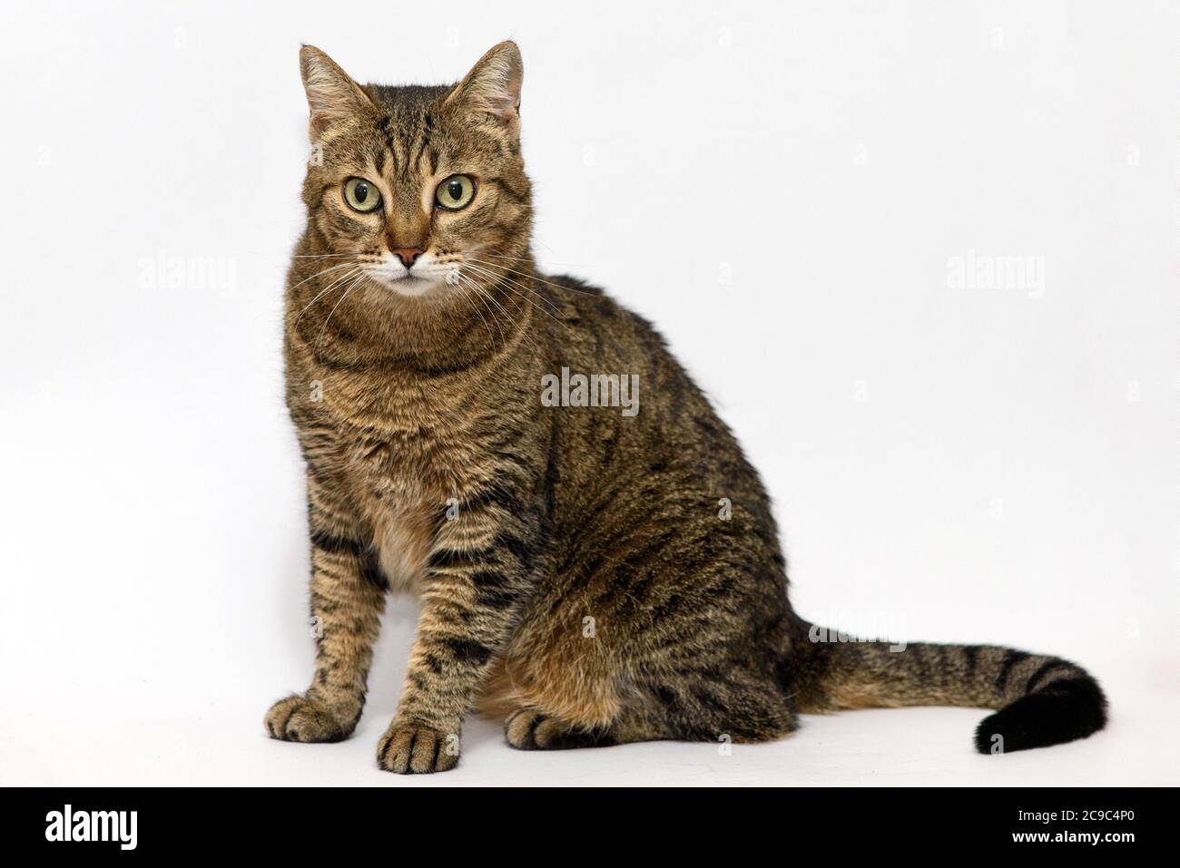 adorable cat on white background Stock Photo - Alamy