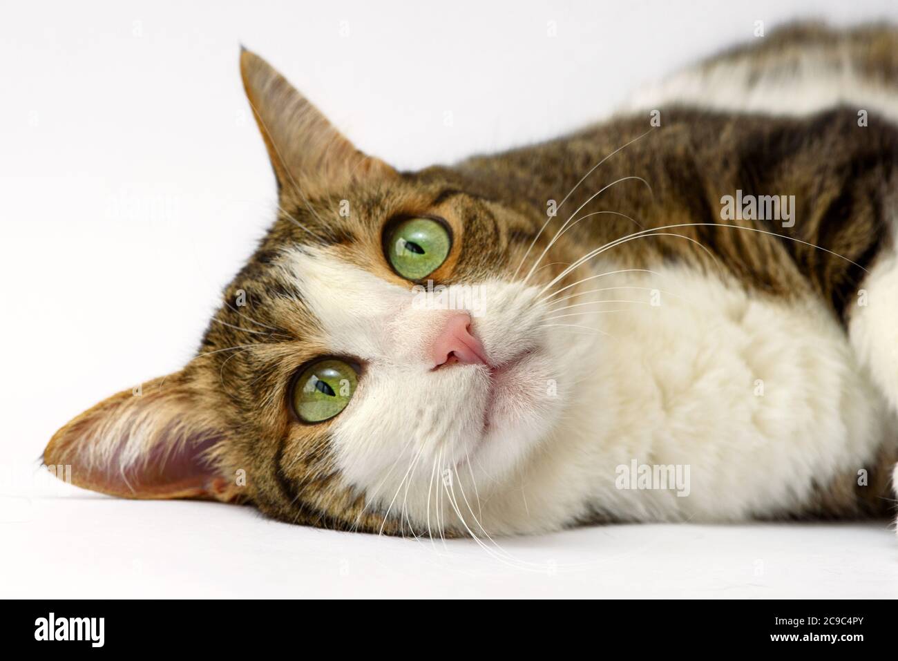 Portrait of adorable kitten close up. Stock Photo