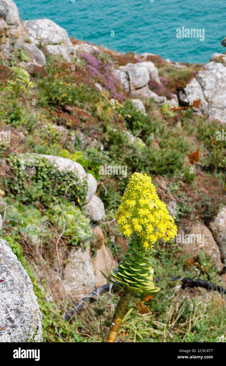 A Cornish maritime cliffside rockery garden with a flowering Aeonium arboreum in August UK Stock Photo