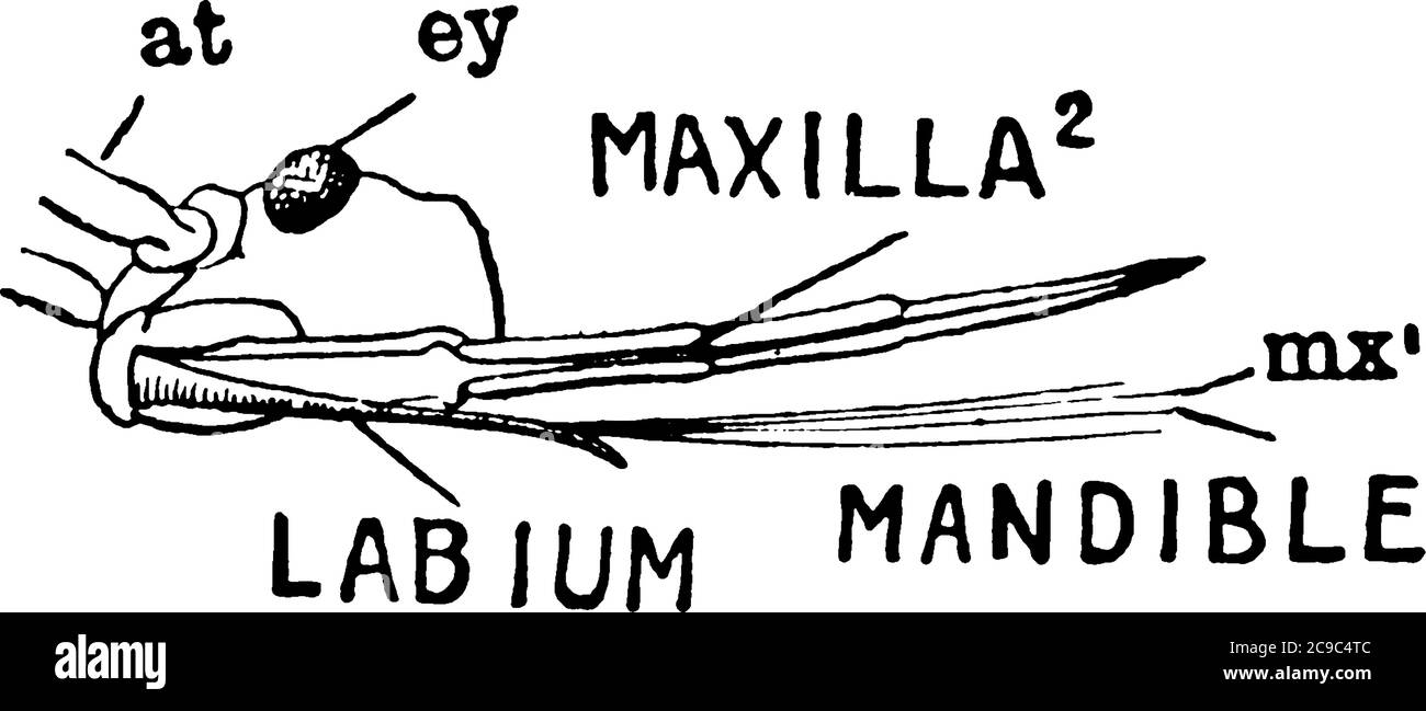 The side view of Stink Bug head, it consist of eye, maxilla, mandible, and labium., vintage line drawing or engraving illustration. Stock Vector