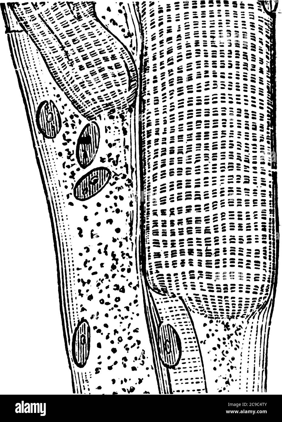 A muscle fiber is composed of many fibrils, which give the cell its striated appearance. Shown here is a Portion of striped Muscular Fiber, with strip Stock Vector
