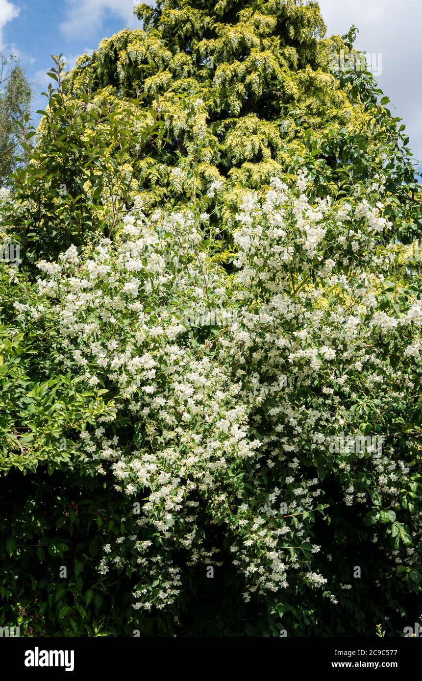Highly scented Philadelphus x cymosus Voie Lactee flowering in an English garden in June Stock Photo