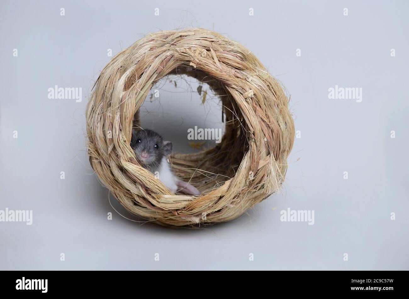Portrait d'un petit Raton Pétale :) Stock Photo