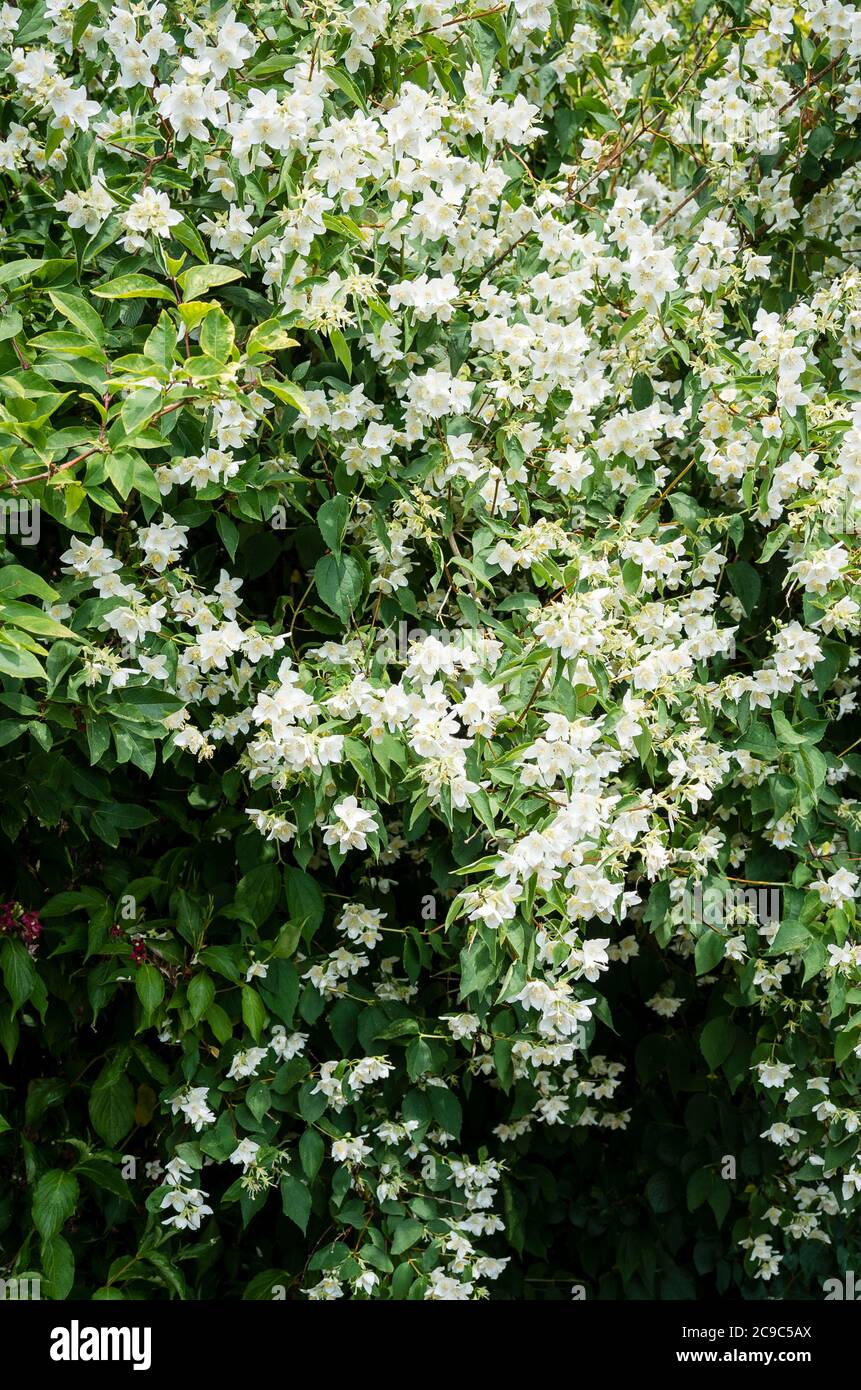 Highly scented Philadelphus x cymosus Voie Lactee flowering in an English garden in June Stock Photo