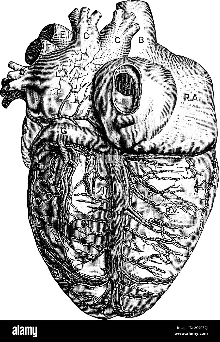 The posterior view of the heart, with the parts, L.A., left auricle; R.A., right auricle; R.V., right ventricle; A, opening of the inferior vena cava; Stock Vector