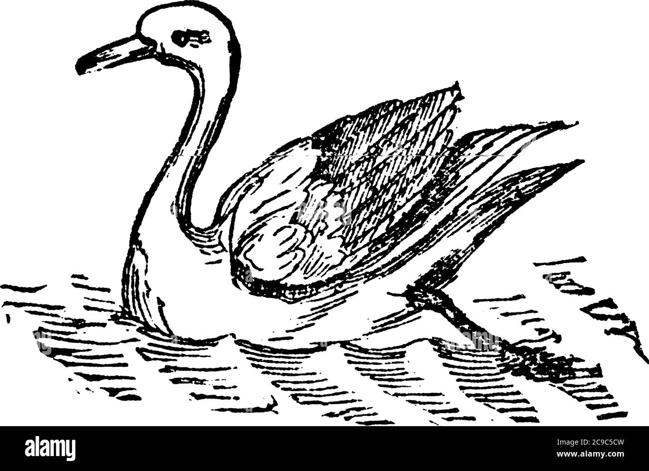 Swans are the largest flying birds of the family Anatidae within the genus Cygnus. A large web-footed bird, like the goose, but large and stronger. Th Stock Vector