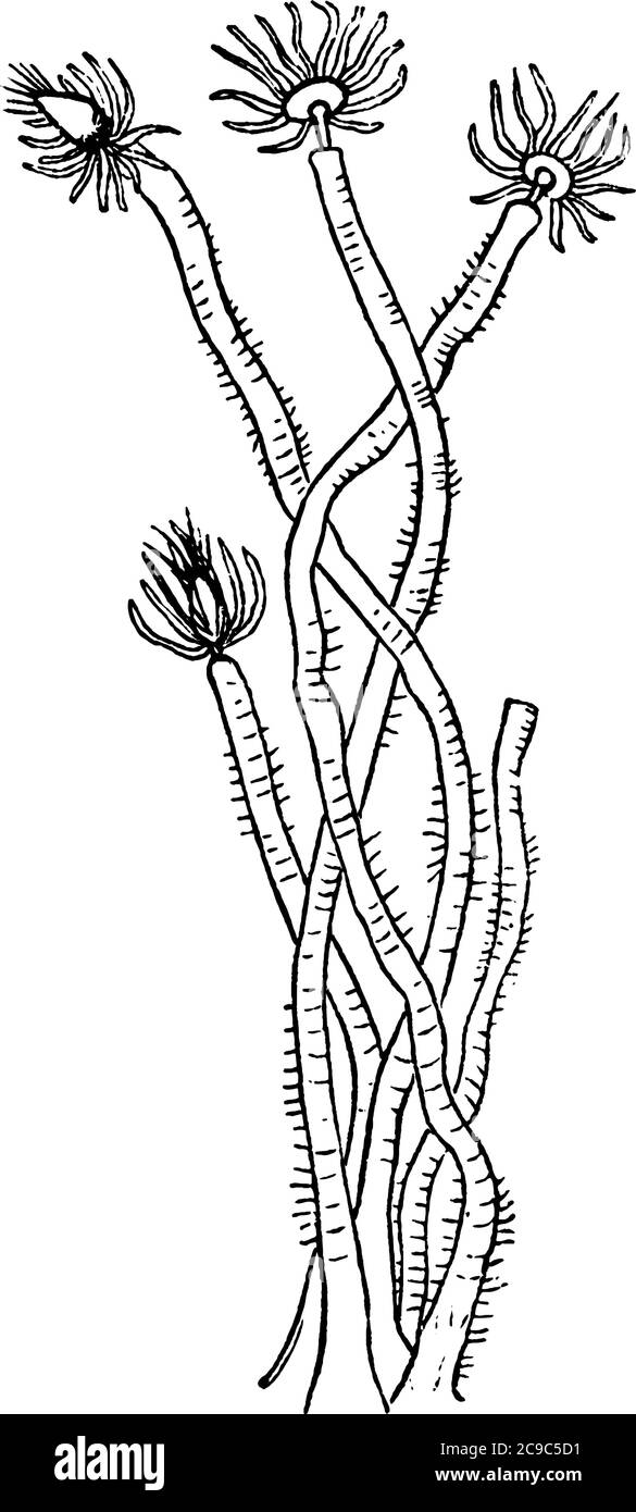 Tubularia is a genus of hydroids that appear to be furry pink tufts or balls at the end of long strings, vintage line drawing or engraving illustratio Stock Vector