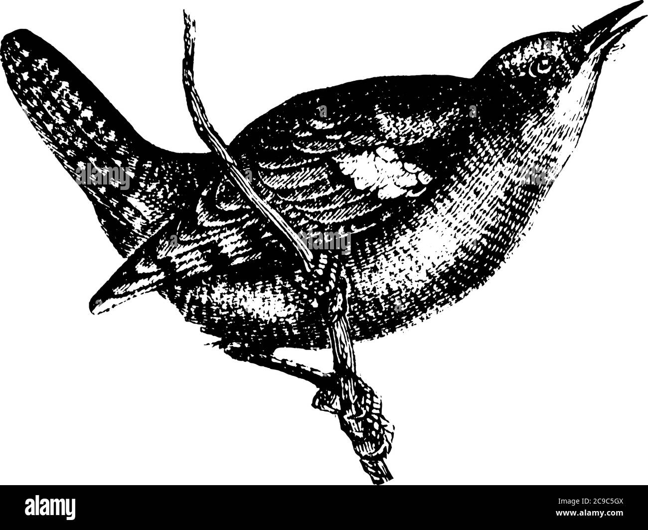 Small passerine birds with marginally decurved bills, like the Robin birds, considered as a sacred bird. Shown here is a Wren bird, sitting on the bra Stock Vector