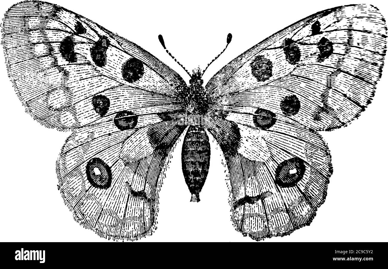 Apollo butterfly of the species, Parnassius Apollo and Papilionidae family, has distinct circular spots in their forewings and hindwings, found in flo Stock Vector