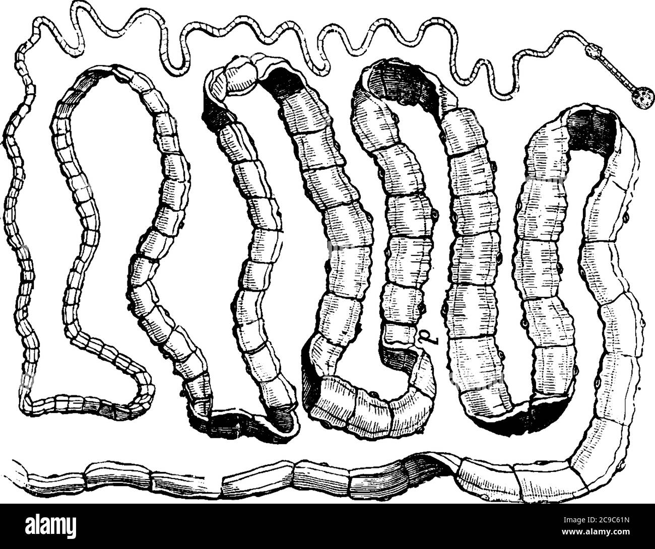 Tapeworm, anchors itself to the intestines of its victims, by means of hooks and suckers at the head, its body is composed of numerous segments, and t Stock Vector