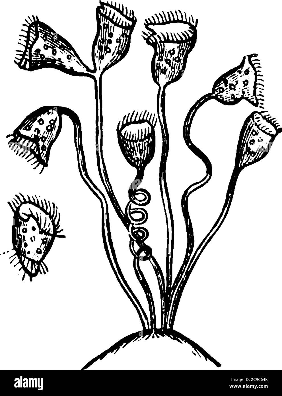 Vorticella is a genus of bell-shaped ciliates that have stalks to attach themselves to substrates, attached to the stems of aquatic plants, vintage li Stock Vector