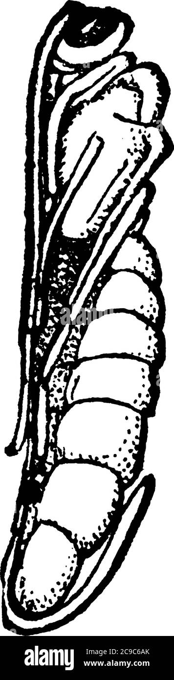 The pupa of the species, Pimpla Conquisitor, that has a triangle shaped capsule head and segmented body, vintage line drawing or engraving illustratio Stock Vector