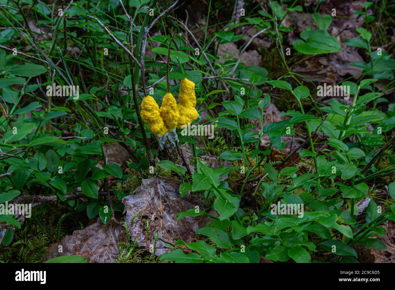 Flowers of tan or scrambled egg slime (Fuligo septica) on stem of blueberry in Northern Sweden. Stock Photo