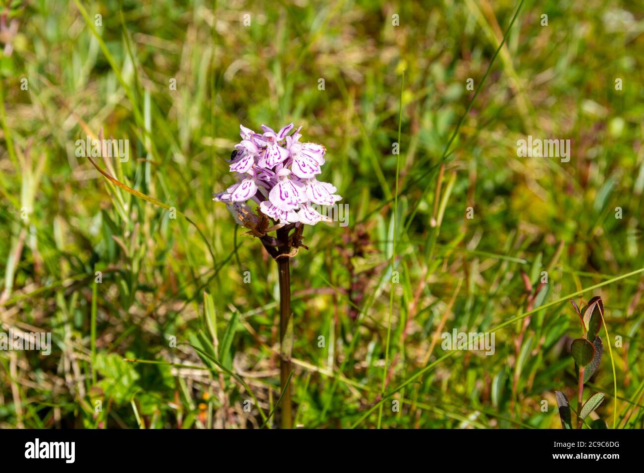 Moorland Orchid High Resolution Stock Photography And Images Alamy