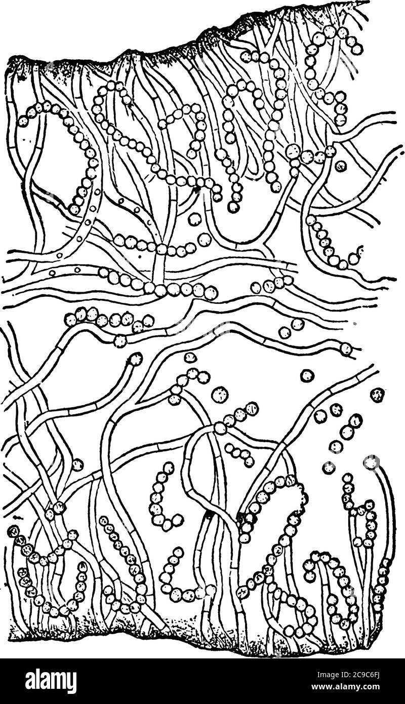 A typical representation of the section of Stratified Thallus of Collema conglomeratum, with Moniliform Gonimia scattered amongst the Hyphal Filaments Stock Vector
