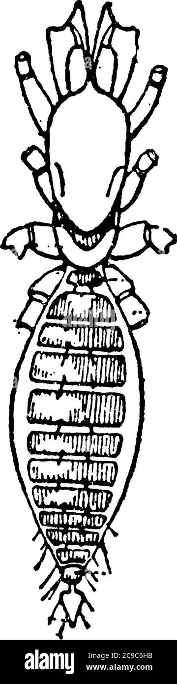 A typical representation of the ventral view of the anterior portion of the body, Thelyphonus species, showing the three prosomatic sternal plates and Stock Vector