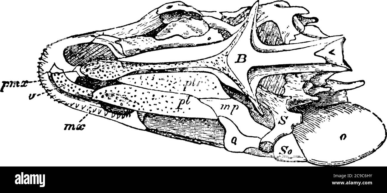 A typical representation of the lower aspect of the skull, part of the bones being removed on the side, with the parts labelled, vintage line drawing Stock Vector