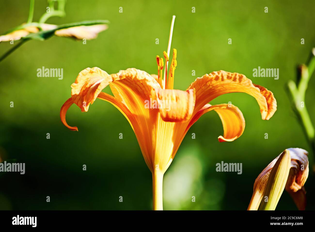 Gentle orange lily in the garden in the yard. Floral background textures. Stock Photo