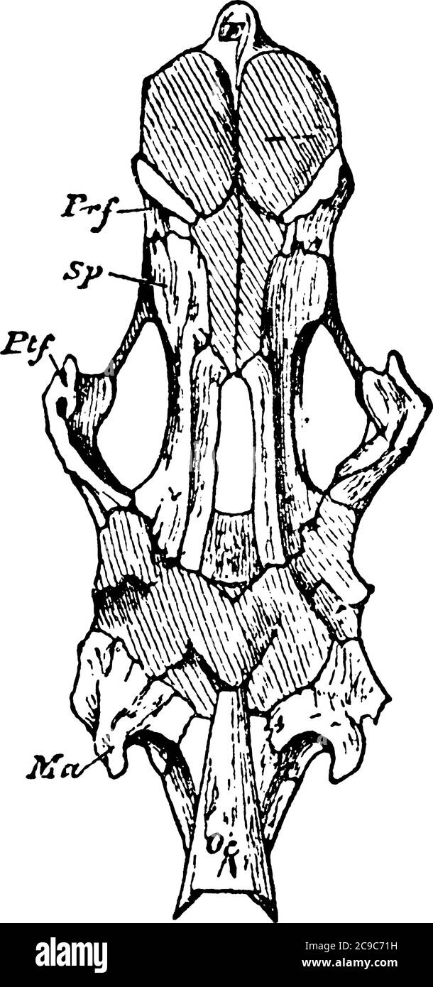 A typical representation of the lower aspect of the primordial cranium, with the membrane-bones removed, with the parts labelled, vintage line drawing Stock Vector