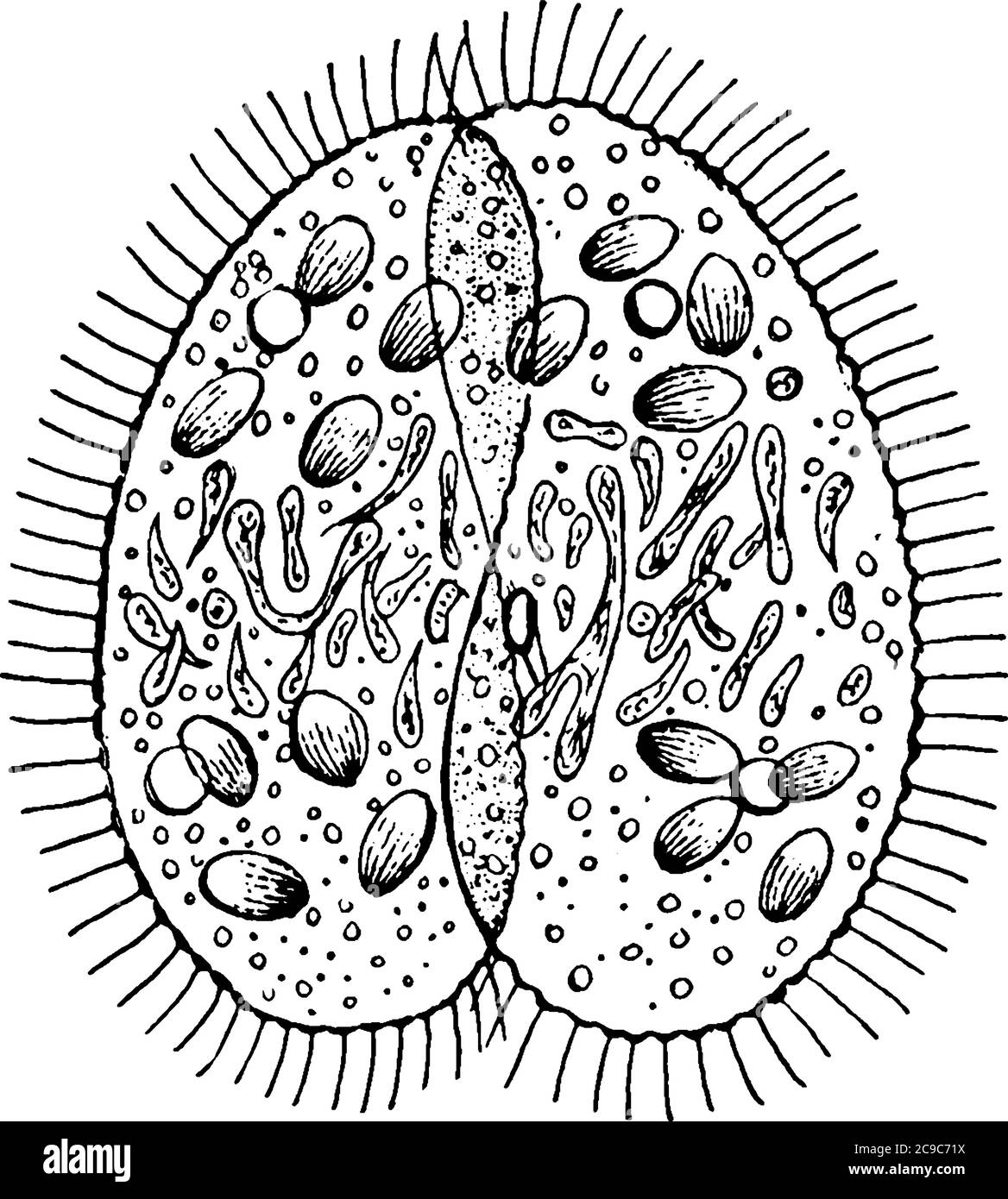Paramecium, a one-celled ciliate in the Kingdom Protista. These two are separating after conjugation, vintage line drawing or engraving illustration. Stock Vector