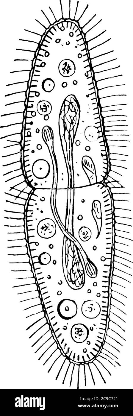 The paramecium, a one-celled ciliate in the Kingdom Protista. This one is dividing, vintage line drawing or engraving illustration. Stock Vector