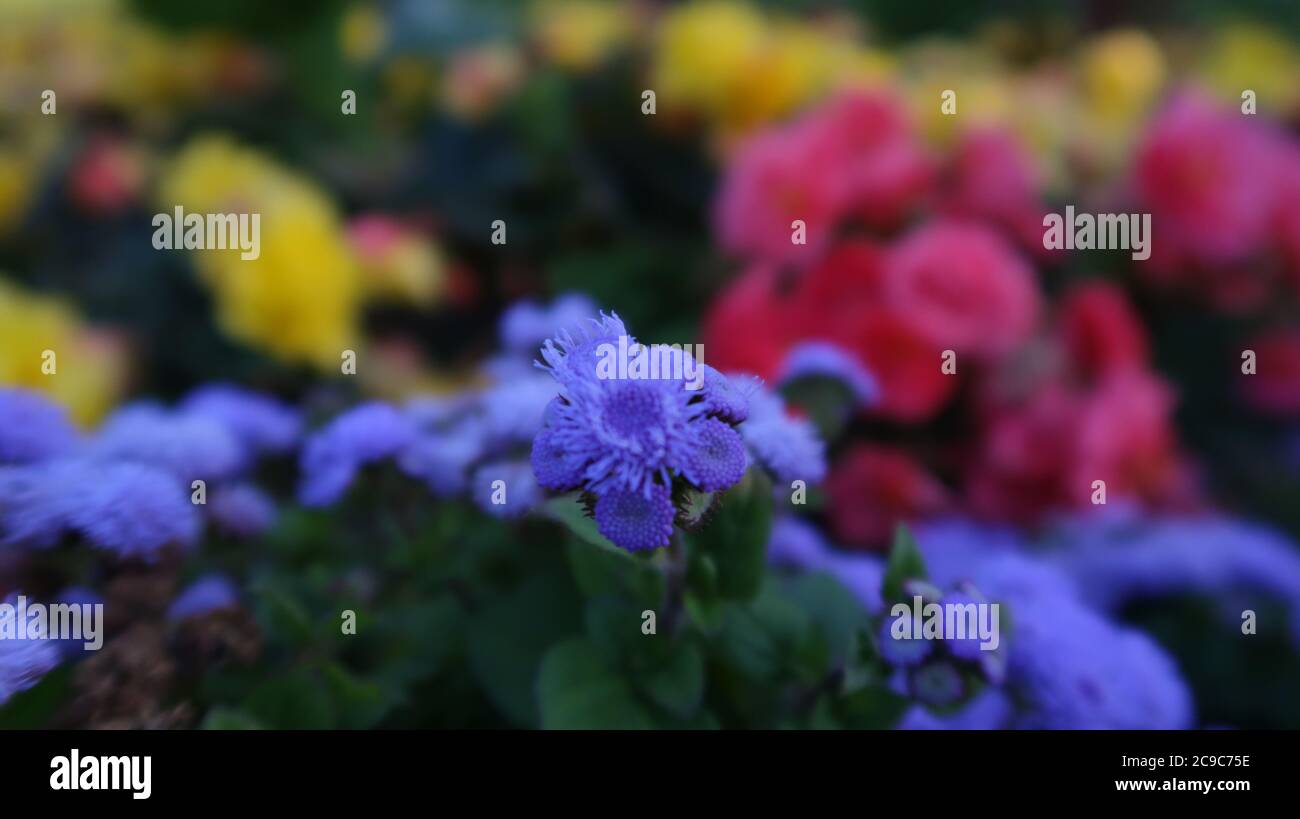 Close up flowers Stock Photo - Alamy