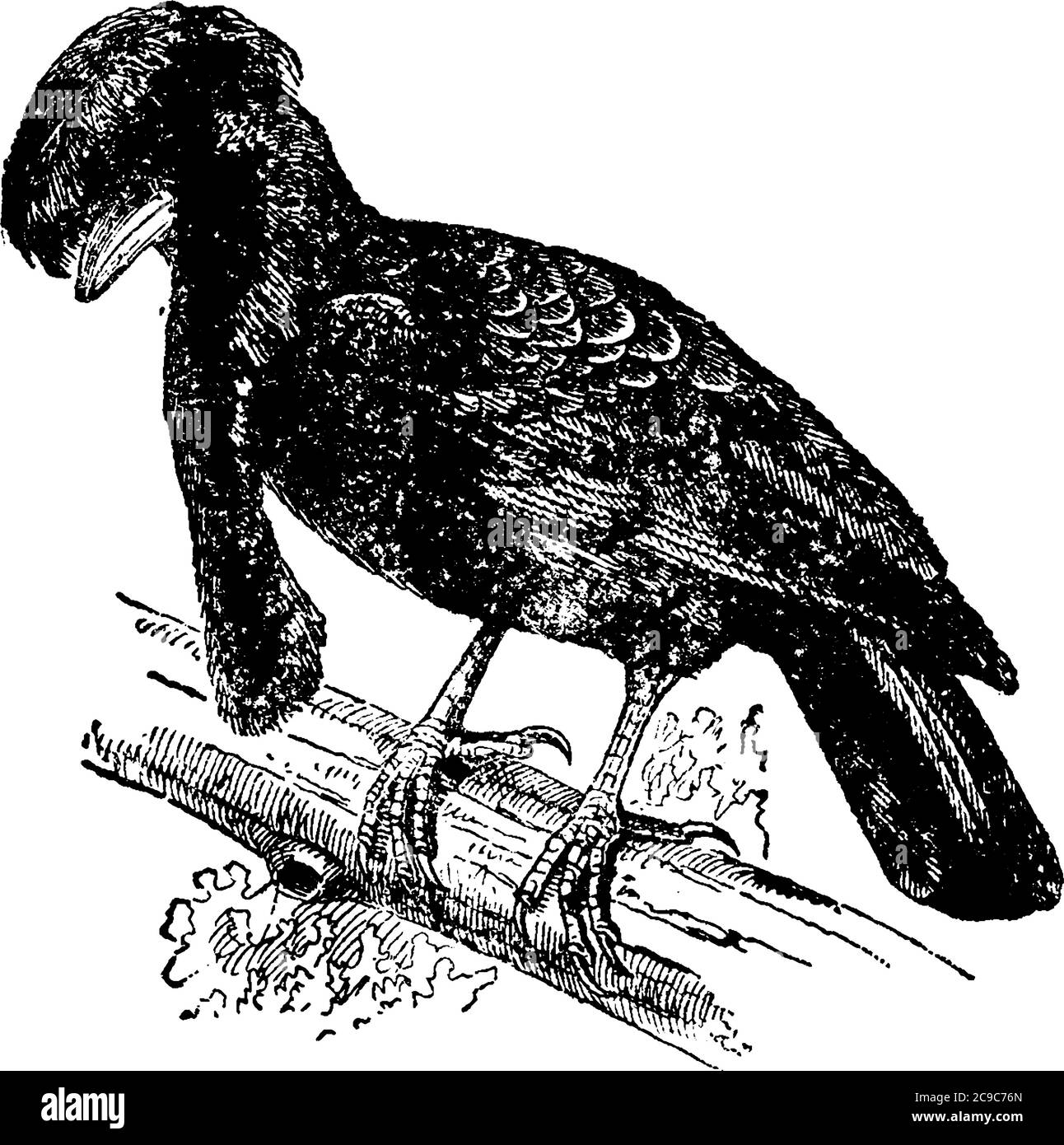 A native of Peru and is about the size of a crow, with deep black plumage; the head is adorned with a large spreading crest, which arises from a contr Stock Vector