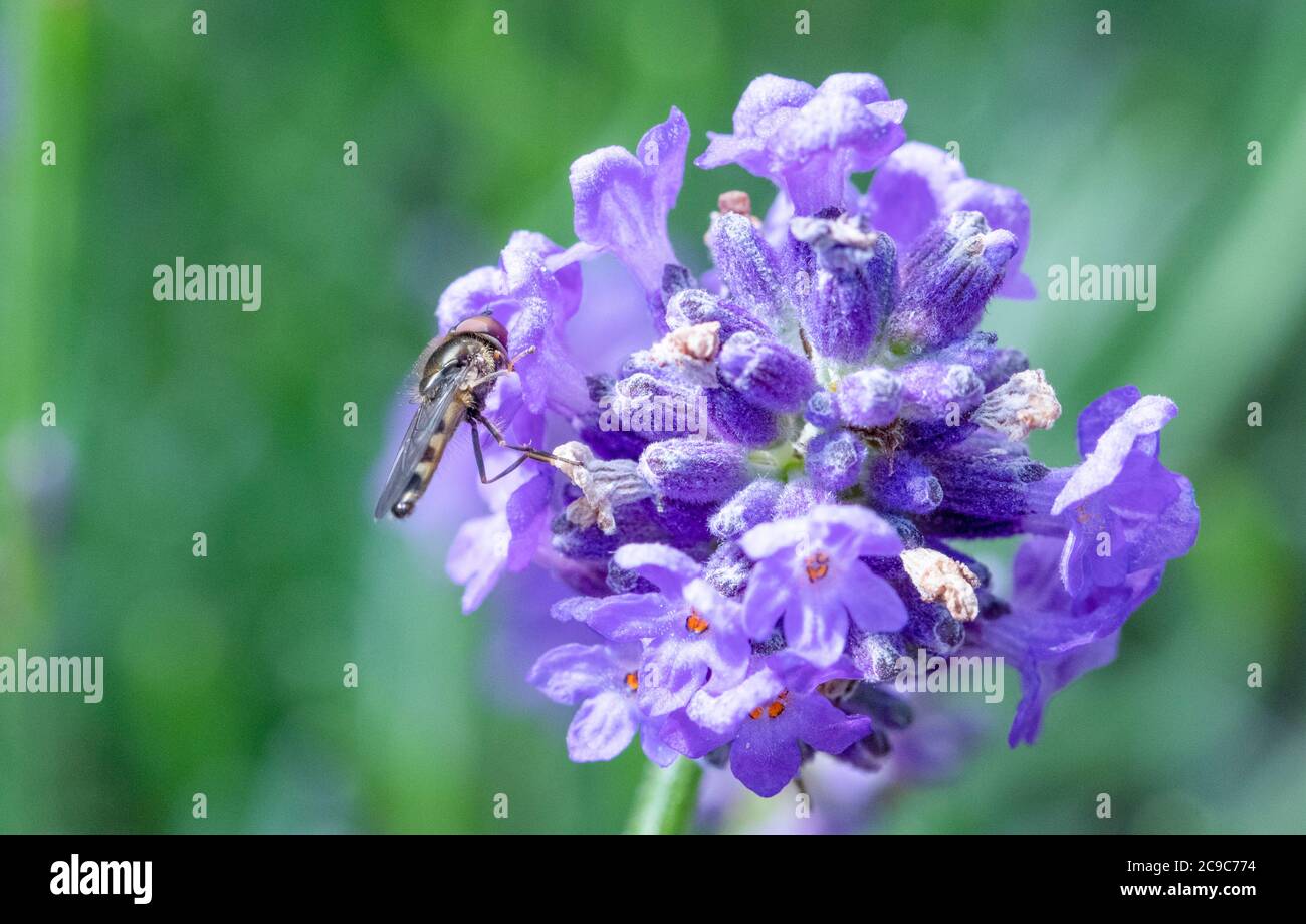 Platycheirus sp. hoverfly on lavender Stock Photo