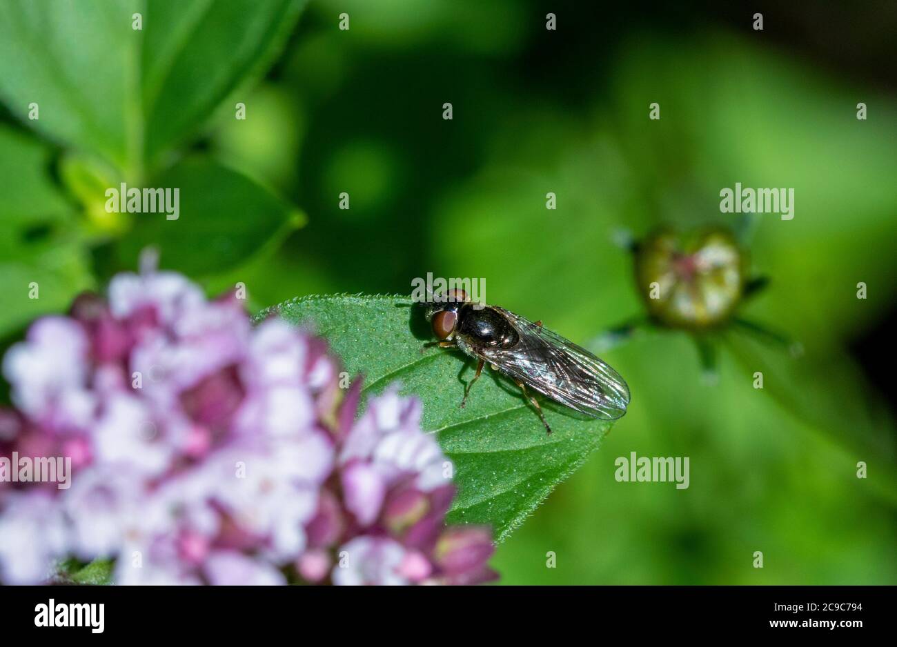 Platycheirus albimanus hoverfly on leaf Stock Photo