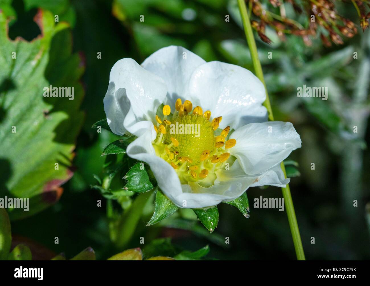 White strawberry plant hi-res stock photography and images - Alamy