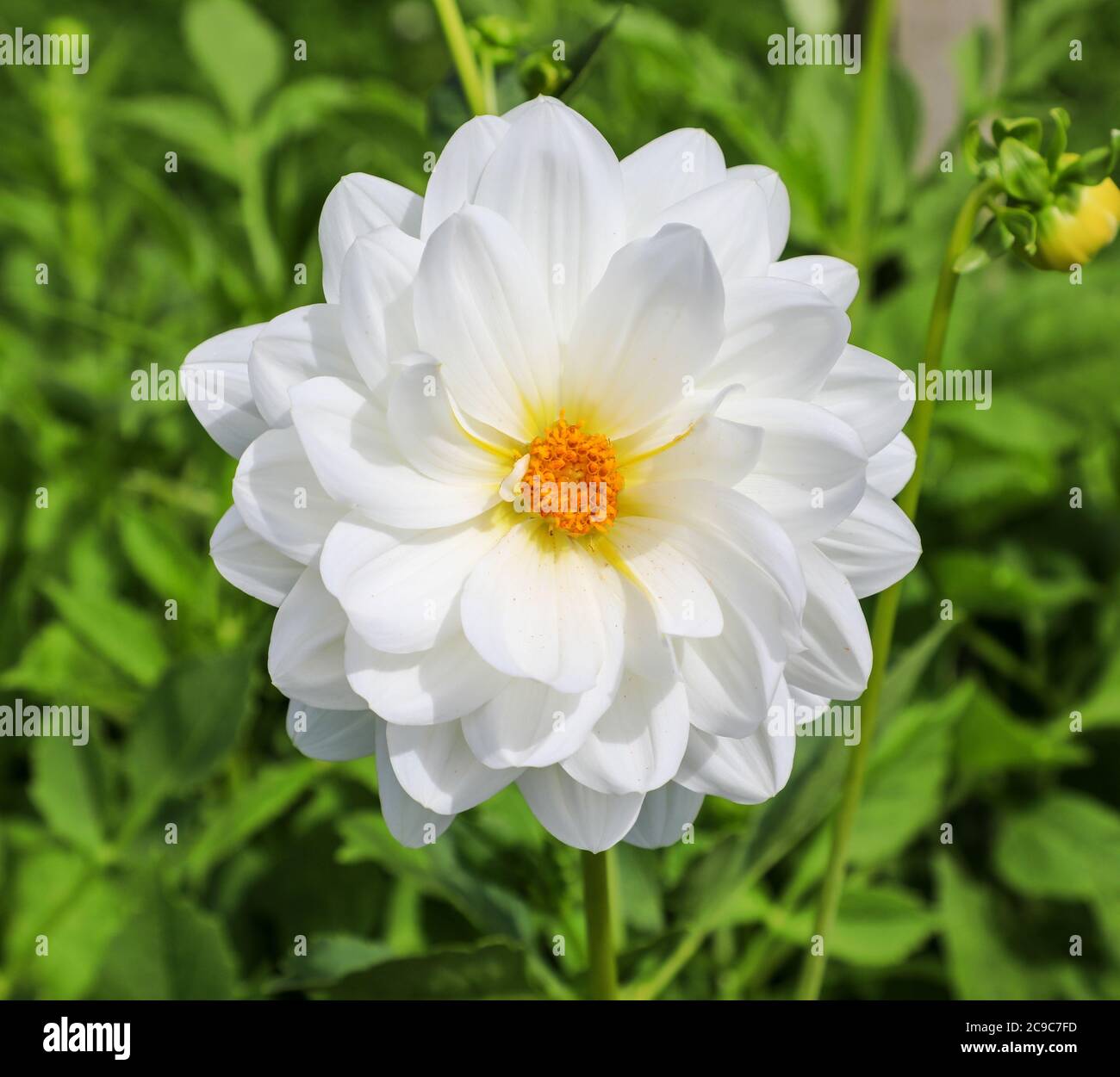 Close up shot of a white flower head of a Dahlia 'Peace Pact' at the National Dahlia Collection, Penzance, Cornwall, England Stock Photo